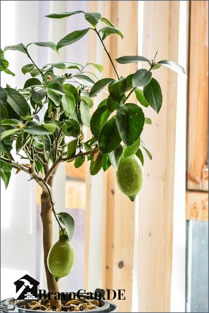 Wie oft Zitronenbaum gießen Tipps und Tricks für die richtige Bewässerung Wie oft Zitronenbaum gießen Tipps und Tricks für die richtige Bewässerung
