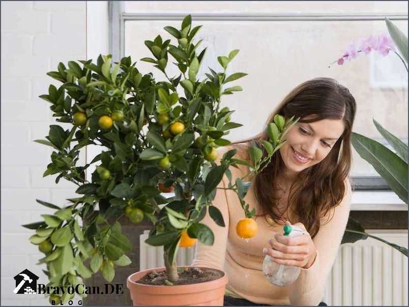 Wie oft Zitronenbaum gießen Tipps und Tricks für die richtige Bewässerung Wie oft Zitronenbaum gießen Tipps und Tricks für die richtige Bewässerung