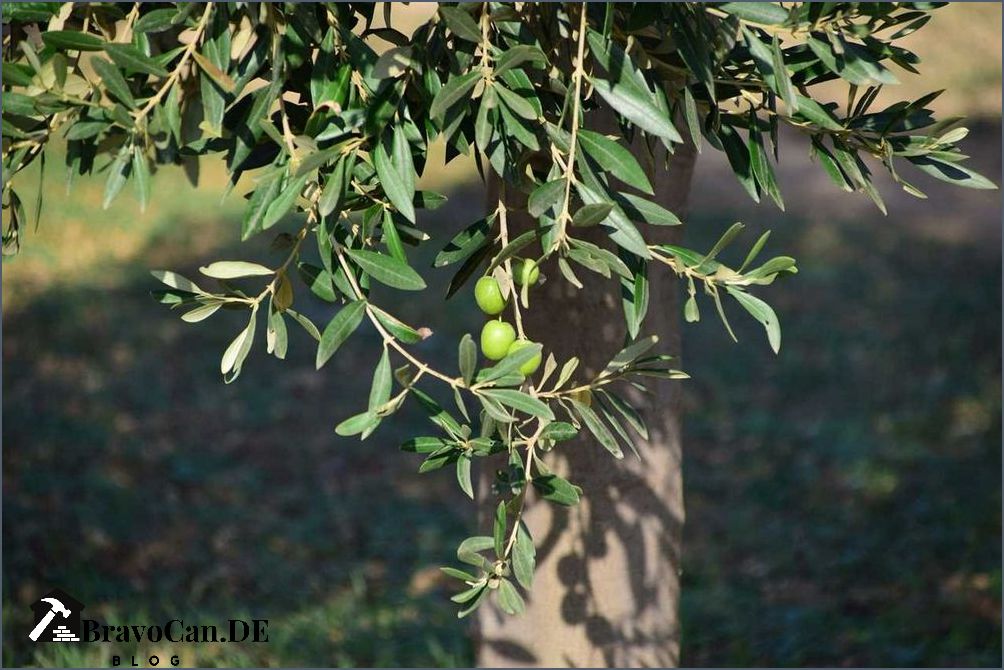 Wie Schnell Wachst Ein Olivenbaum