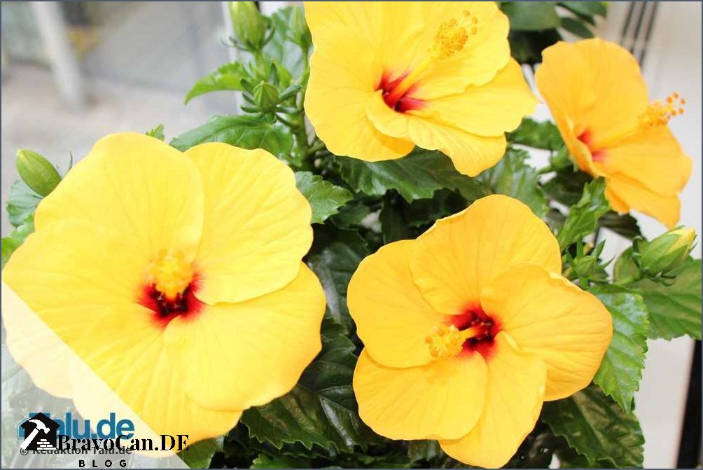 Wie schnell wächst Hibiskus Tipps und Tricks für schnelles Wachstum Wie schnell wächst Hibiskus Tipps und Tricks für schnelles Wachstum