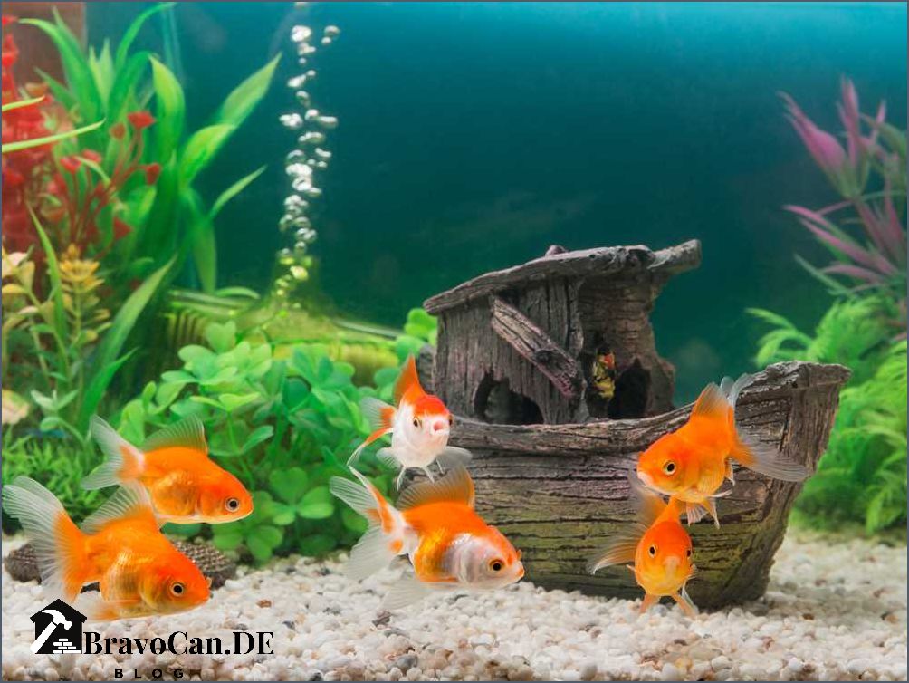 Wie viele Fische im Aquarium Tipps für die richtige Anzahl von Fischen Wie viele Fische im Aquarium Tipps für die richtige Anzahl von Fischen