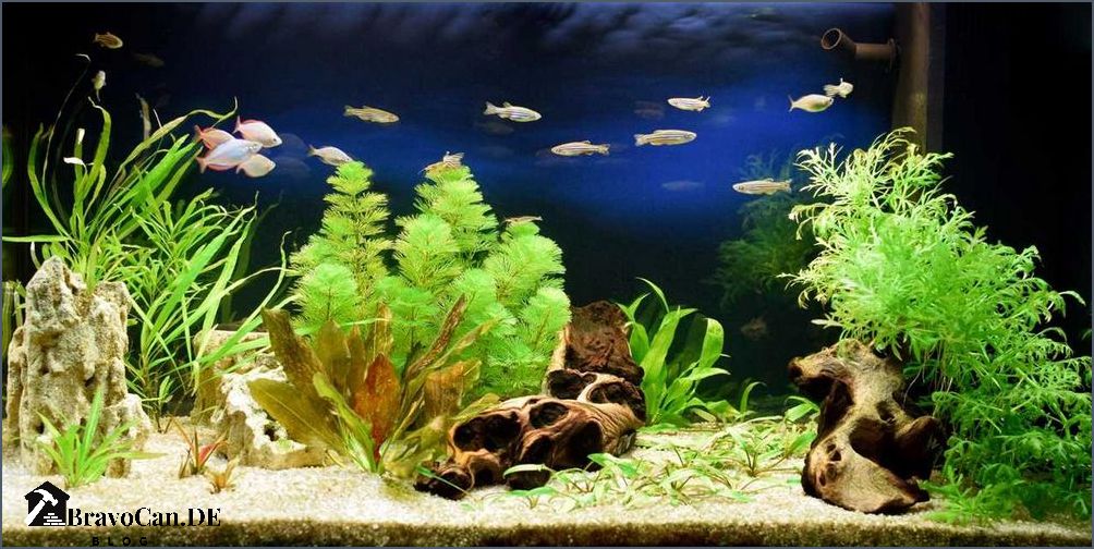 Wie viele Fische im Aquarium Tipps für die richtige Anzahl von Fischen Wie viele Fische im Aquarium Tipps für die richtige Anzahl von Fischen