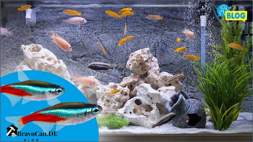 Wie viele Fische im Aquarium Tipps für die richtige Anzahl von Fischen Wie viele Fische im Aquarium Tipps für die richtige Anzahl von Fischen