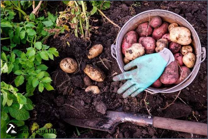 Wie viele Kartoffeln pro Pflanze Tipps für eine reiche Ernte