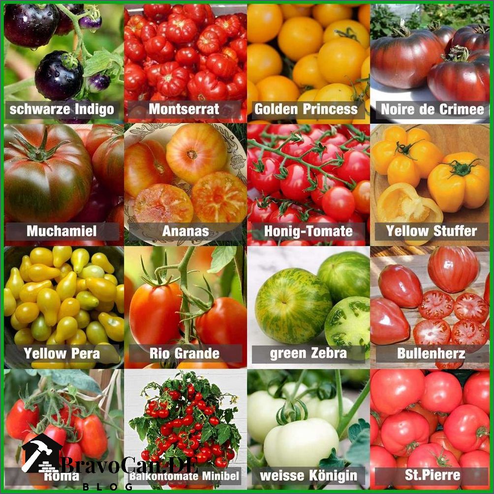 Wie viele Tomatensorten gibt es Entdecken Sie die Vielfalt der Tomatenwelt