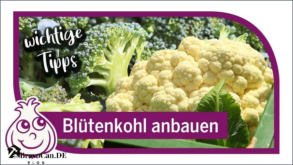Wie wächst Blumenkohl Tipps und Tricks für eine erfolgreiche Anbau Wie wächst Blumenkohl Tipps und Tricks für eine erfolgreiche Anbau
