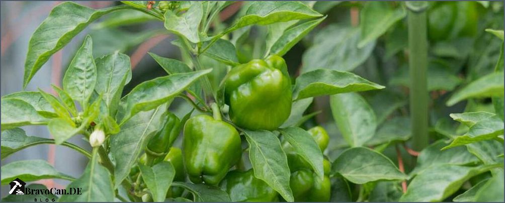 Wie wächst Paprika Tipps für den Anbau von Paprika zu Hause