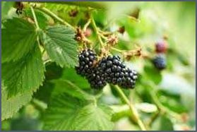 Wilde Brombeeren entfernen Tipps und Tricks für eine effektive Unkrautbekämpfung Wilde Brombeeren entfernen Tipps und Tricks für eine effektive Unkrautbekämpfung
