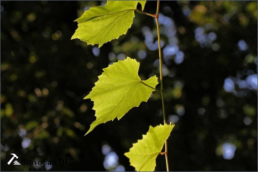Wilder Wein Rankhilfe Tipps und Tricks für ein erfolgreiches Klettern Wilder Wein Rankhilfe Tipps und Tricks für ein erfolgreiches Klettern