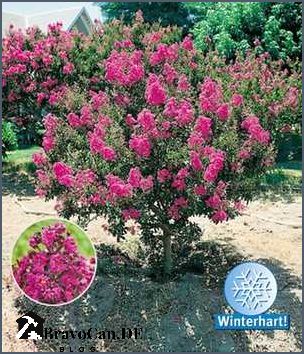 Winterharte mediterrane Pflanzen für Ihren Garten
