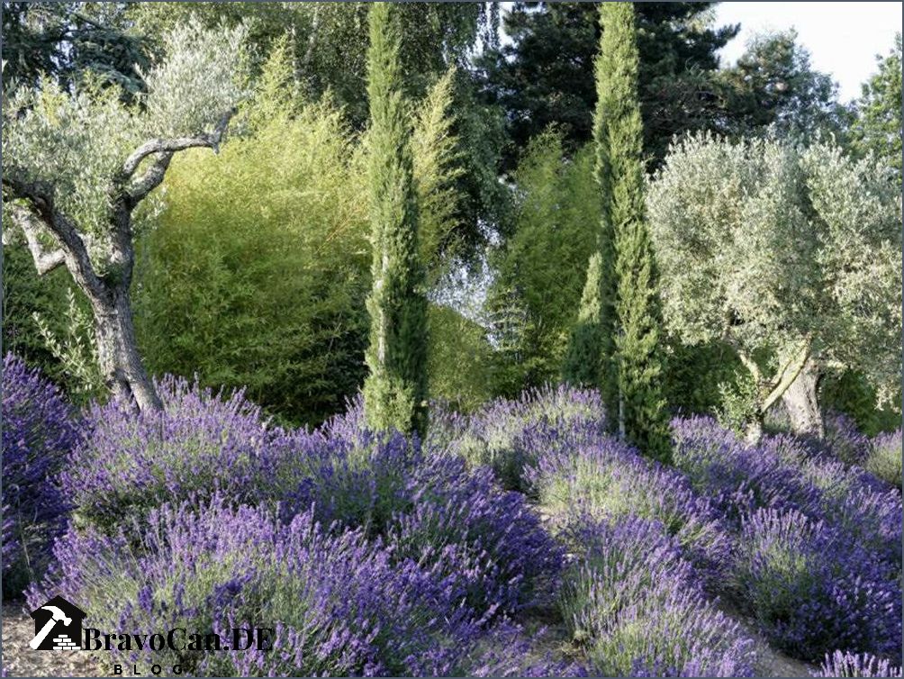 Winterharte mediterrane Pflanzen für Ihren Garten