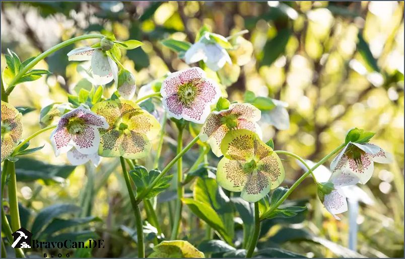 Winterharte Pflanzen für Ihren Garten Tipps und Empfehlungen
