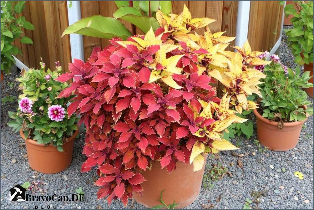 Winterharte Sorten von Buntnesseln - Eine farbenfrohe Ergänzung für Ihren Garten Winterharte Sorten von Buntnesseln - Eine farbenfrohe Ergänzung für Ihren Garten