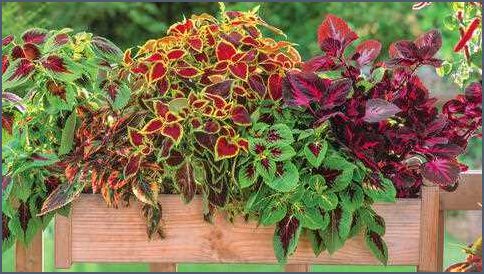 Winterharte Sorten von Buntnesseln - Eine farbenfrohe Ergänzung für Ihren Garten Winterharte Sorten von Buntnesseln - Eine farbenfrohe Ergänzung für Ihren Garten