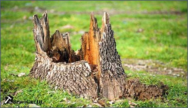 Wurzel entfernen im Garten Tipps und Tricks für eine effektive Entfernung