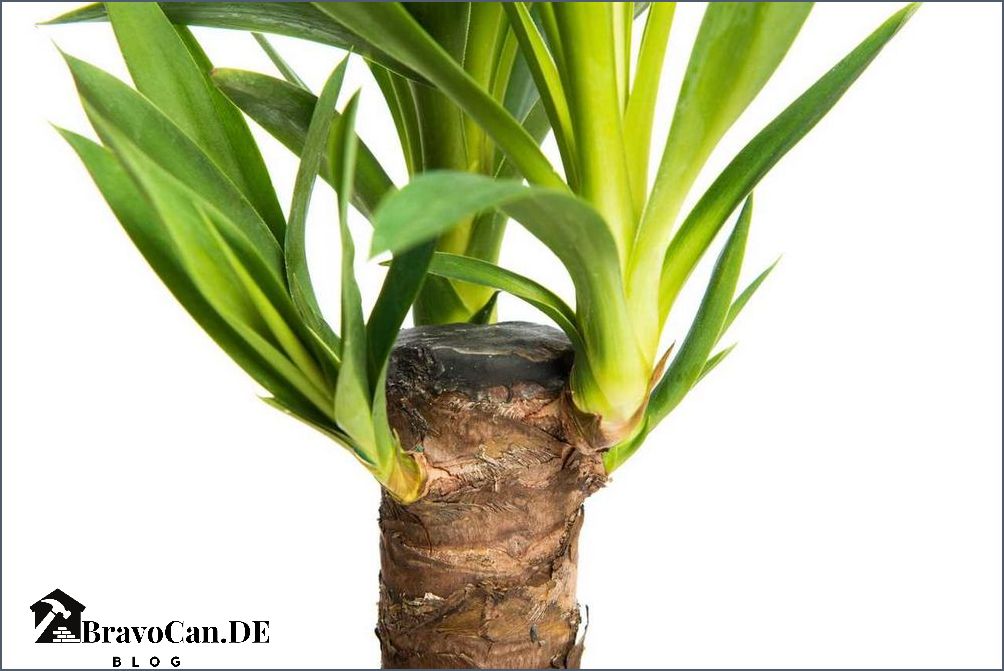 Yucca Palme schneiden Tipps und Anleitung für die richtige Pflege Yucca Palme schneiden Tipps und Anleitung für die richtige Pflege