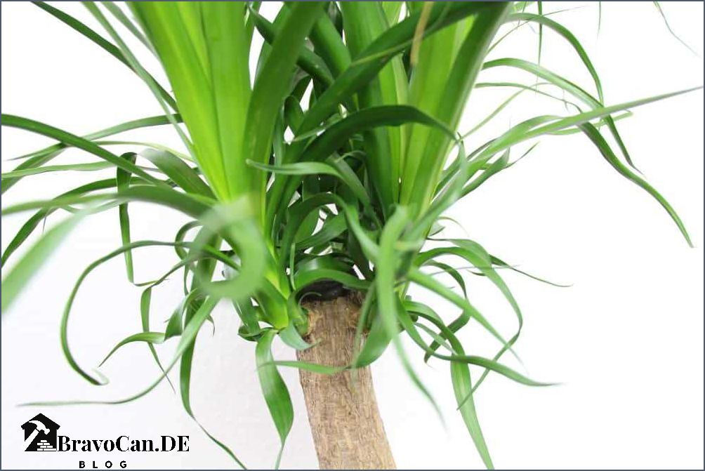Yucca Palme schneiden Tipps und Anleitung für die richtige Pflege Yucca Palme schneiden Tipps und Anleitung für die richtige Pflege