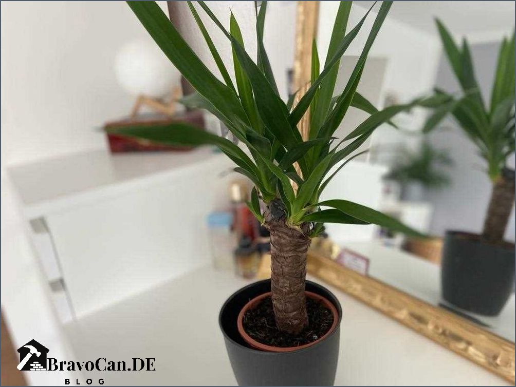 Yucca Palme Tipps für das Anpflanzen im Topf im Freien