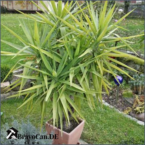 Yucca Palme Tipps für das Anpflanzen im Topf im Freien