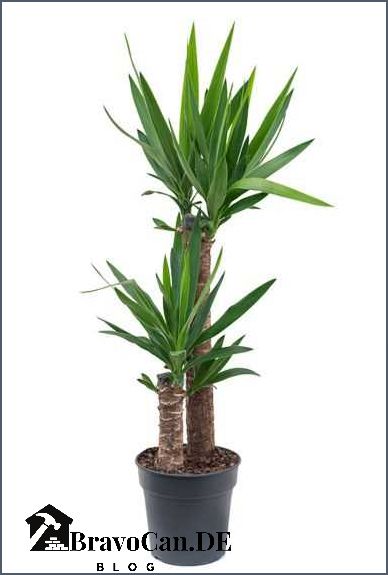 Yucca Palme Tipps für das Anpflanzen im Topf im Freien