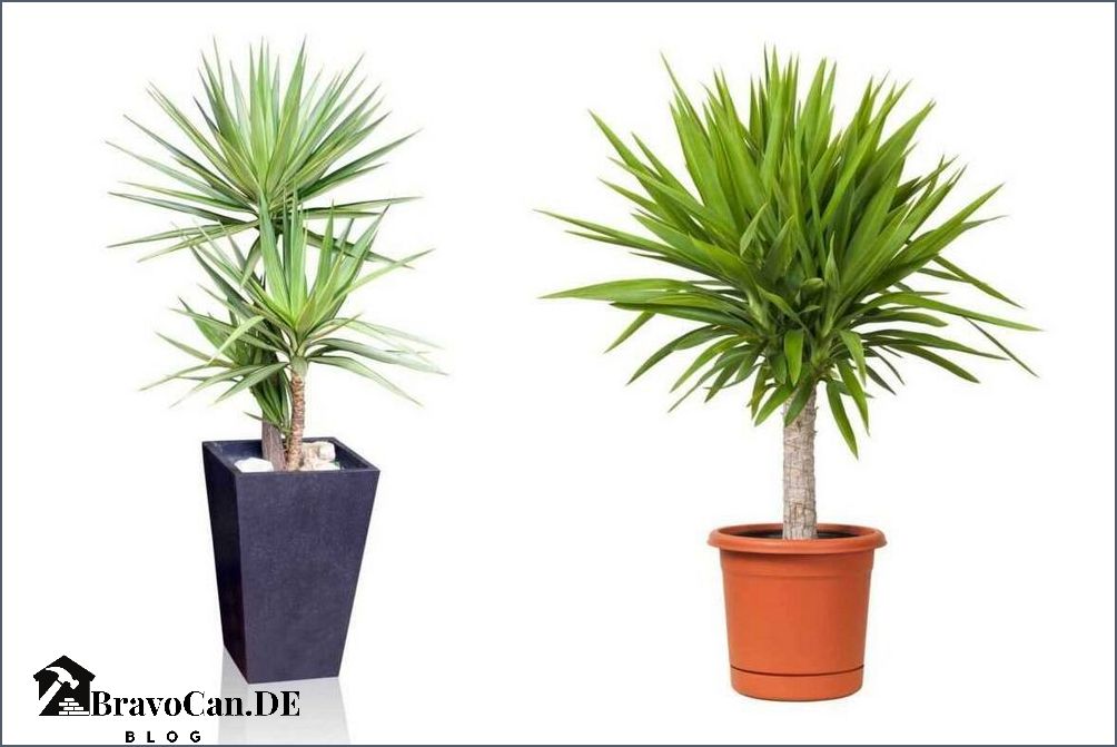 Yucca Palme Tipps für das Anpflanzen im Topf im Freien