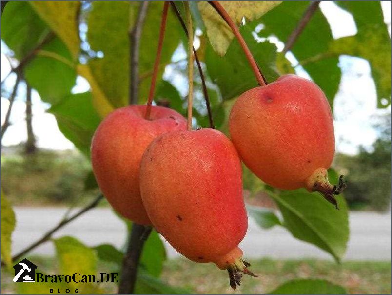 Zierapfel Sorten Übersicht - Alles was Sie über Zierapfel-Sorten wissen müssen
