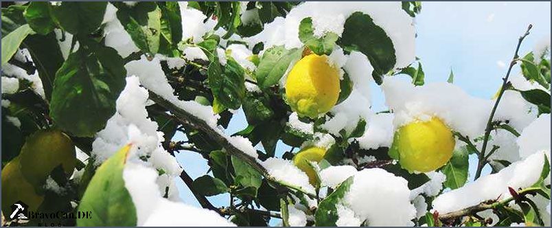 Zitronenbaum draußen überwintern - Tipps und Tricks Zitronenbaum draußen überwintern - Tipps und Tricks