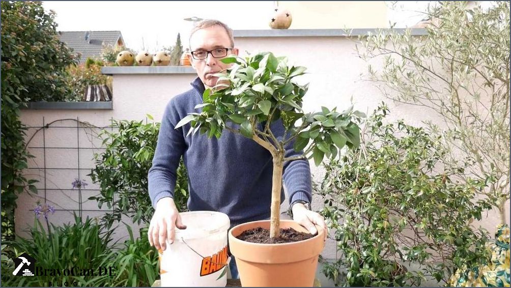 Zitronenbaum umtopfen im Herbst Tipps und Anleitung Zitronenbaum umtopfen im Herbst Tipps und Anleitung