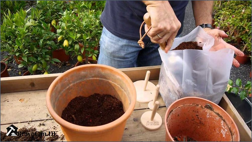 Zitronenbaum umtopfen im Herbst Tipps und Anleitung Zitronenbaum umtopfen im Herbst Tipps und Anleitung