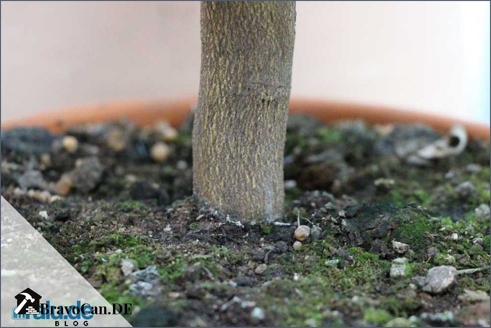 Zitronenbaum umtopfen im Herbst Tipps und Anleitung Zitronenbaum umtopfen im Herbst Tipps und Anleitung