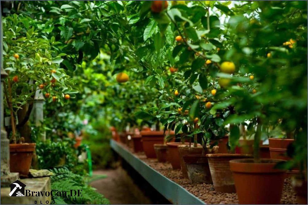 Zitronenbaum umtopfen im Herbst Tipps und Anleitung Zitronenbaum umtopfen im Herbst Tipps und Anleitung