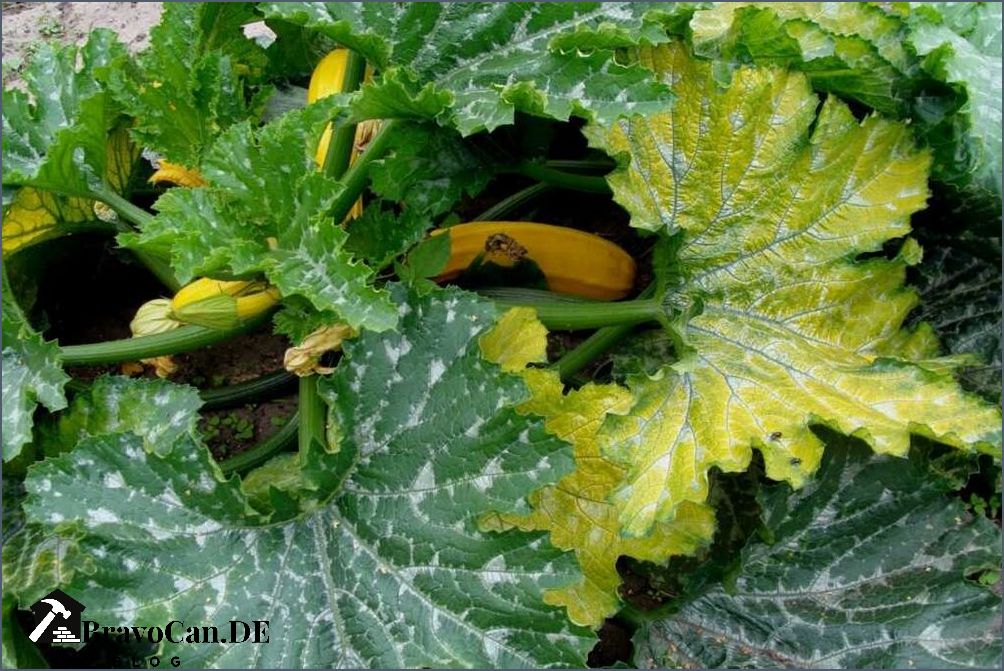 Zucchini Blätter gelb - Ursachen Symptome und Behandlung Zucchini Blätter gelb - Ursachen Symptome und Behandlung
