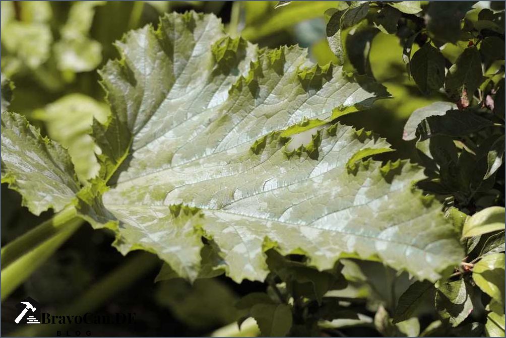 Zucchini Blätter gelb - Ursachen Symptome und Behandlung Zucchini Blätter gelb - Ursachen Symptome und Behandlung