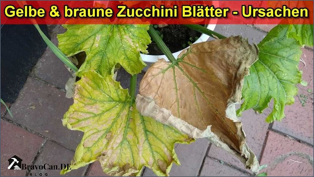 Zucchini Blätter gelb - Ursachen Symptome und Behandlung Zucchini Blätter gelb - Ursachen Symptome und Behandlung