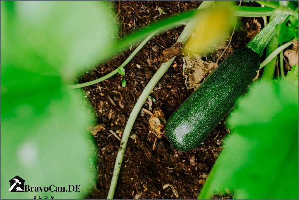 Zucchini im Hochbeet pflanzen - Tipps und Tricks