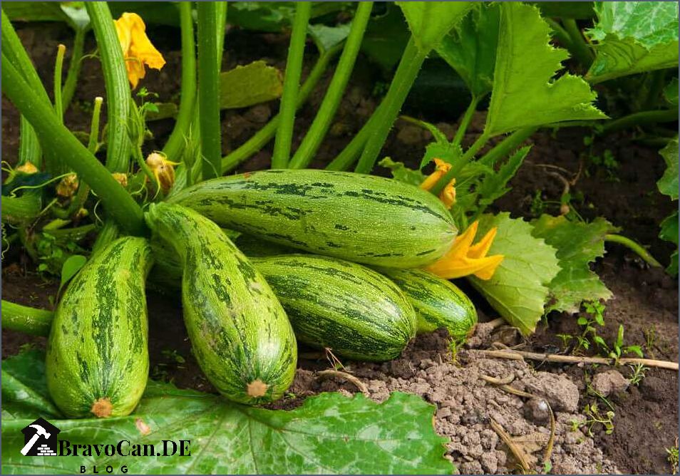 Zucchini im Hochbeet pflanzen - Tipps und Tricks