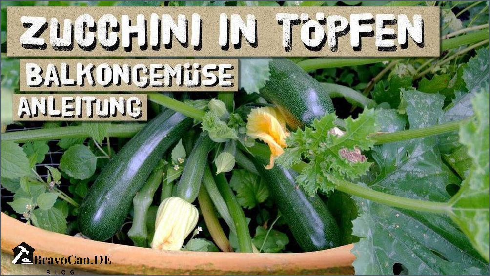 Zucchini im Hochbeet pflanzen - Tipps und Tricks