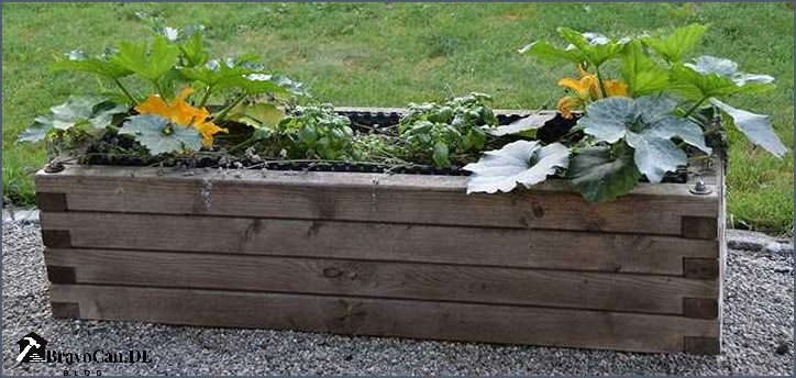 Zucchini im Hochbeet pflanzen - Tipps und Tricks