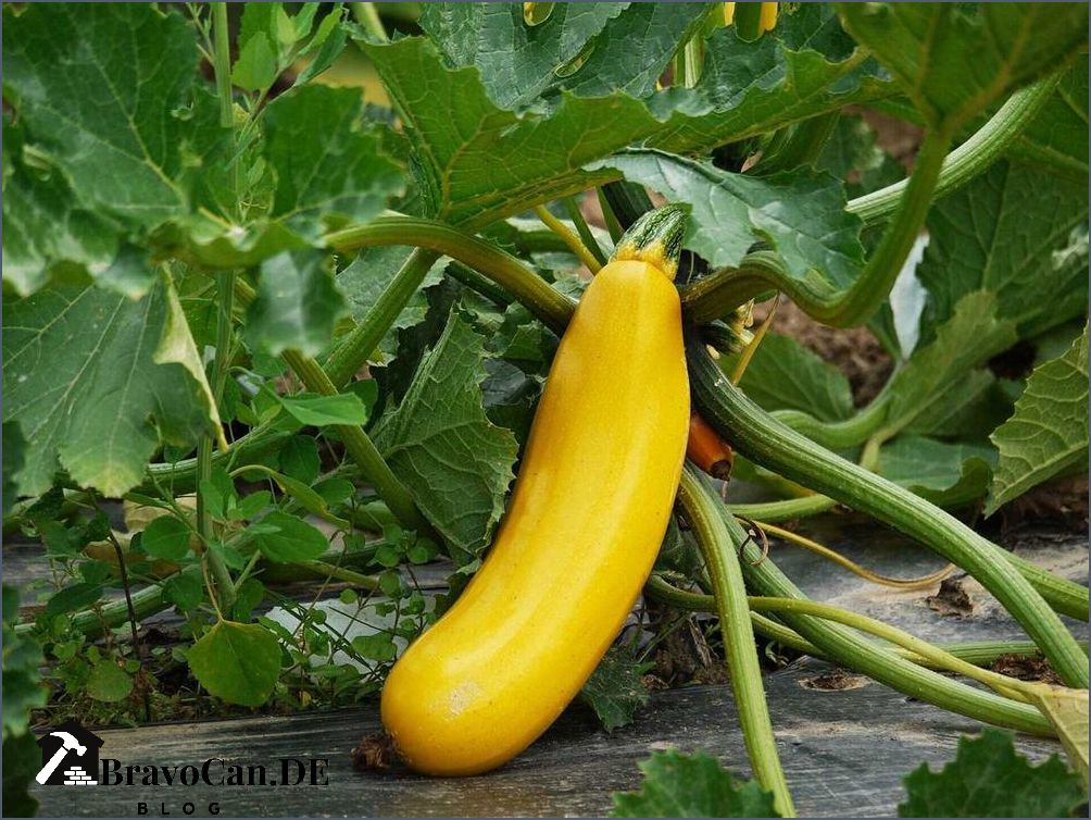 Zucchini im Hochbeet pflanzen - Tipps und Tricks