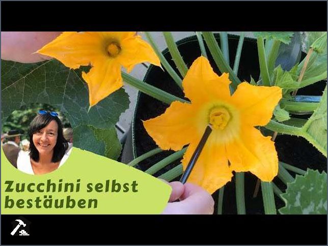 Zucchini männliche Blüten Alles Wissenswerte und Tipps für den Anbau Zucchini männliche Blüten Alles Wissenswerte und Tipps für den Anbau