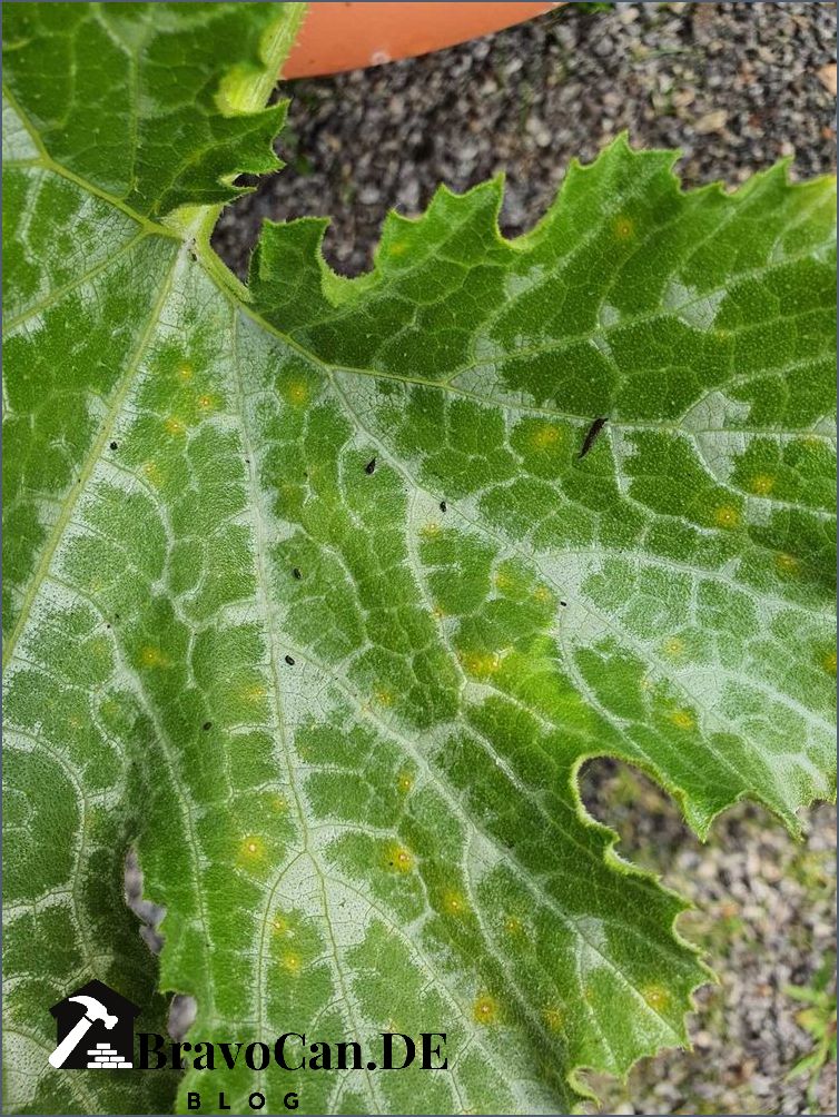 Zucchini weiße Blätter Ursachen Symptome und Lösungen Zucchini weiße Blätter Ursachen Symptome und Lösungen