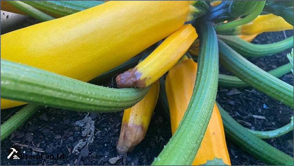 Zucchini weiße Blätter Ursachen Symptome und Lösungen Zucchini weiße Blätter Ursachen Symptome und Lösungen