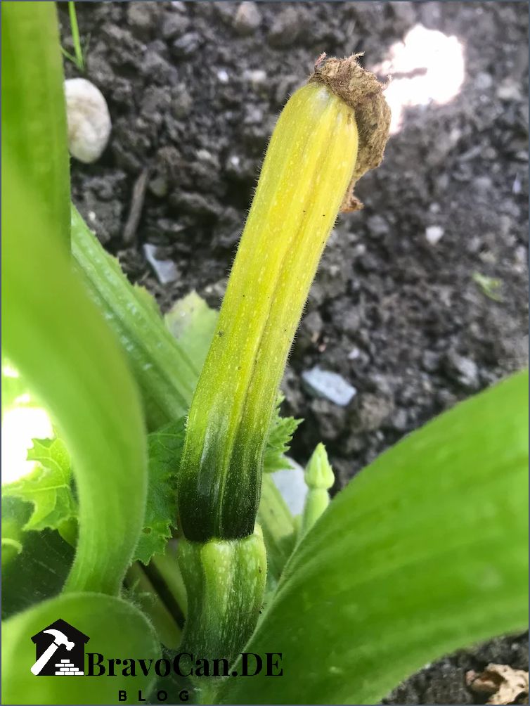 Zucchini werden gelb Ursachen und Lösungen