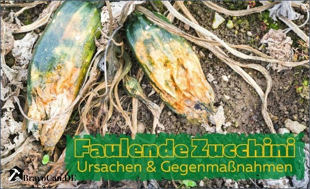 Zucchini werden gelb Ursachen und Lösungen